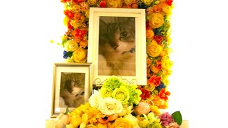水戸市愛猫みぞれちゃん
