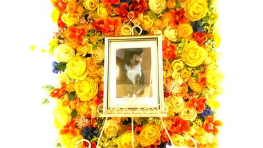 
              鉾田市愛猫グリちゃん
