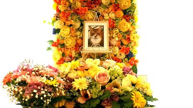 
              水戸市愛猫ちゃーこちゃん