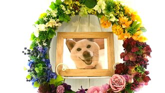 常陸太田市愛犬ゆきちゃん
