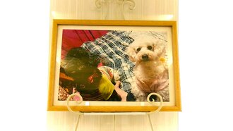石岡市愛犬ドルちゃん
