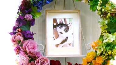
              ひたちなか市愛猫のぐちゃん