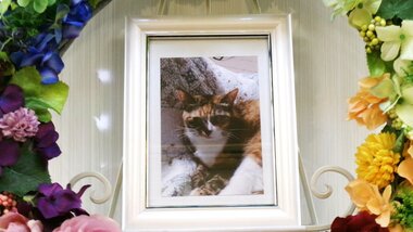
              城里町愛猫いちちゃん