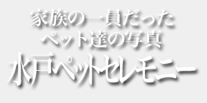 家族の一員だったペット達の写真 水戸ペットセレモニー