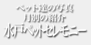 ペット達の写真 月別の紹介 水戸ペットセレモニー